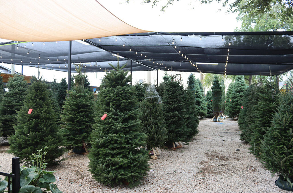 Fresh or Faux? Why Fresh Christmas Trees Create a Healthier, Greener & More Authentic Holiday Home