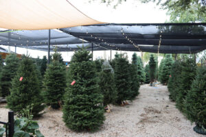 Fresh or Faux? Why Fresh Christmas Trees Create a Healthier, Greener & More Authentic Holiday Home