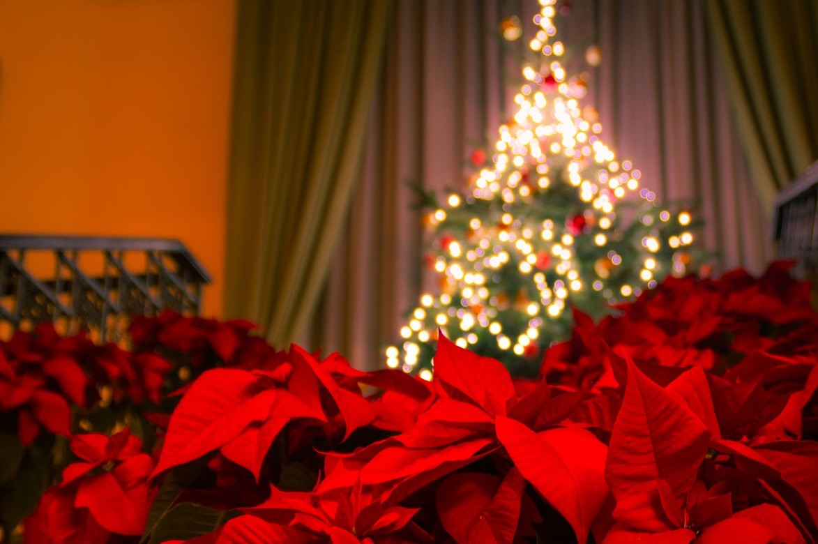 Colorful-Flowers Colorful-Flowers