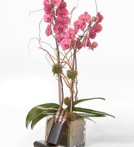 Double-Stem-Orchid-And-A-Leather-Case-with-Cigars-Resized