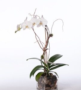 PhaleonopsisOrchidinGlassCube