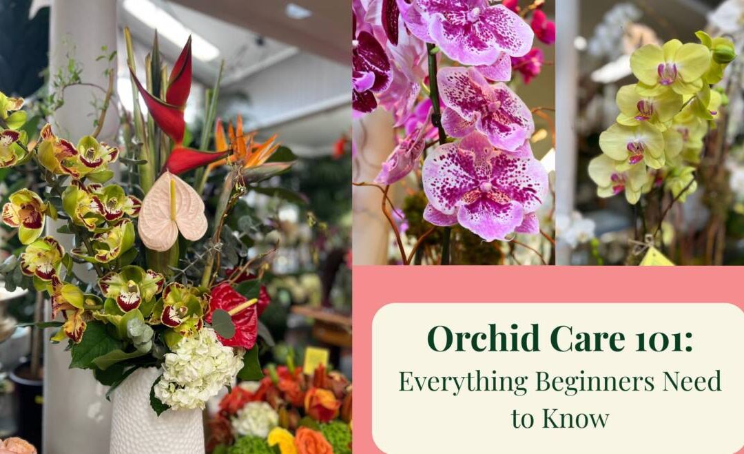 Orchid Care 101: Everything Beginners Need to Know