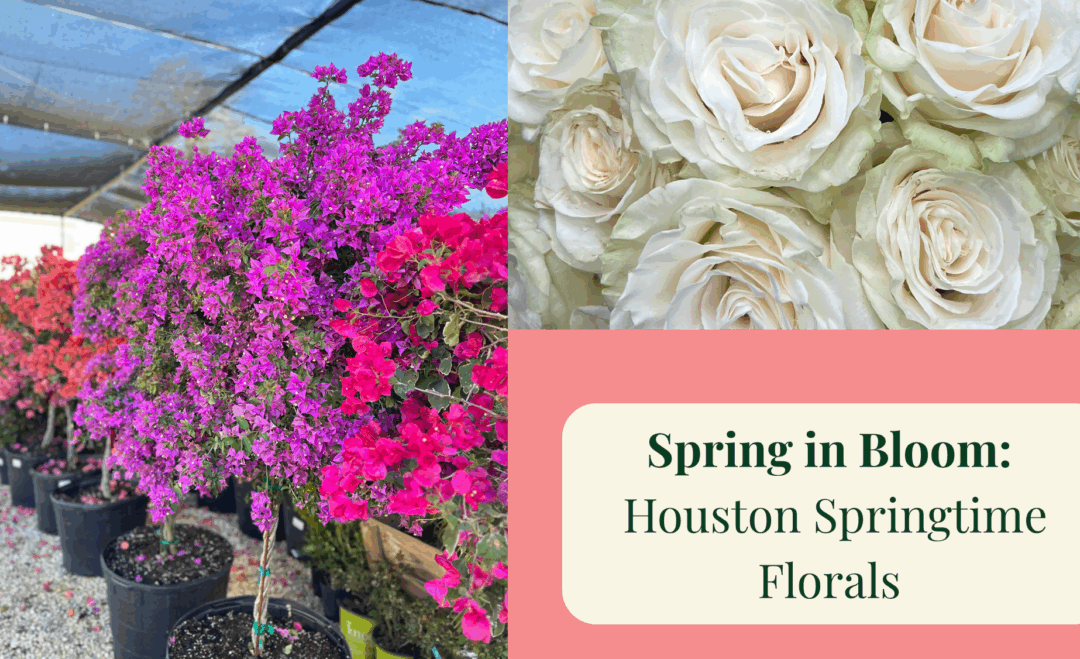 Spring in Bloom: Houston Springtime Flowers