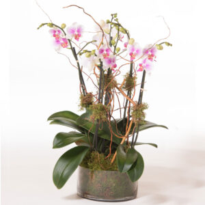 Orchids-in-glass