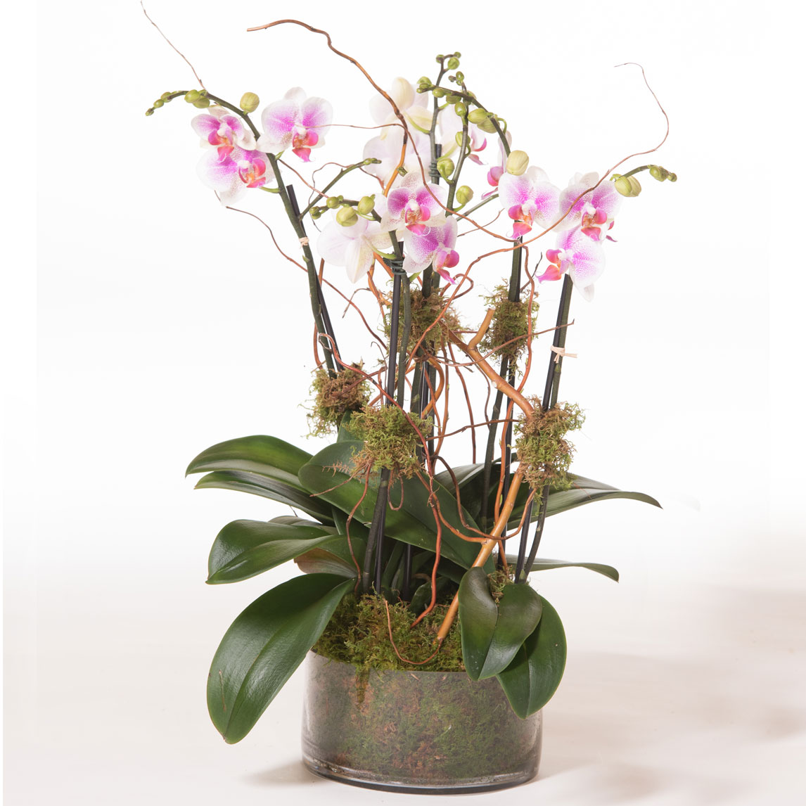 Orchids-in-glass